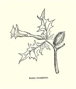 Plantes usuelles-Ysabeau-1878-Datura