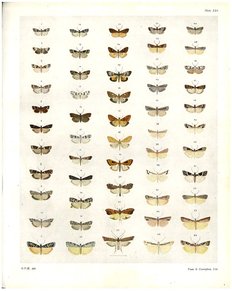 Plate XXI The butterflies & moths of New Zealand