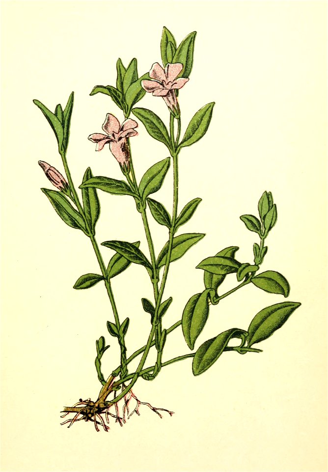Plantenschat1898-029-9-Maagdepalm-Vinca minor