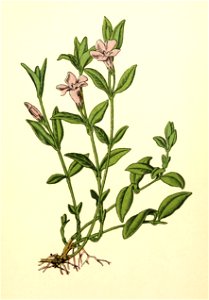 Plantenschat1898-029-9-Maagdepalm-Vinca minor
