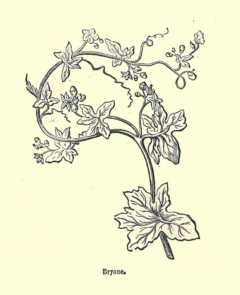 Plantes usuelles-Ysabeau-1878-Brione