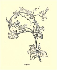 Plantes usuelles-Ysabeau-1878-Brione