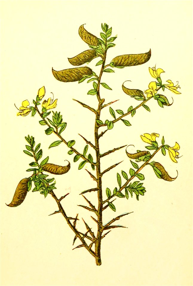 Plantenschat1898 73 31 Kattendoorn.—Genista anglica