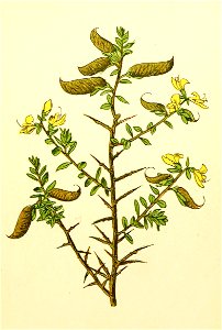 Plantenschat1898 73 31 Kattendoorn.—Genista anglica