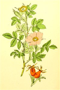 Plantenschat1898 97 43 Wilde roos.—Rosa canina