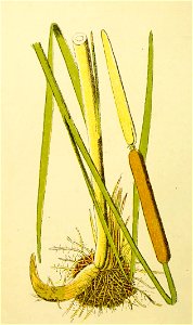 Plantenschat1898 206 98 Lischdodde.—Typha angustifolia. Free illustration for personal and commercial use.