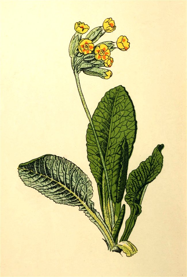 Plantenschat1898-022-6-Gewone sleutelbloem-Primula officinalis