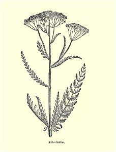 Plantes usuelles-Ysabeau-1878-achillée millefeuille
