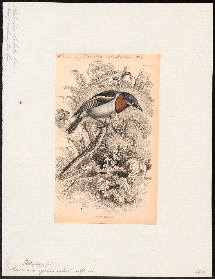 Platysteira cyanea - 1838 - Print - Iconographia Zoologica - Special Collections University of Amsterdam - UBA01 IZ16500109