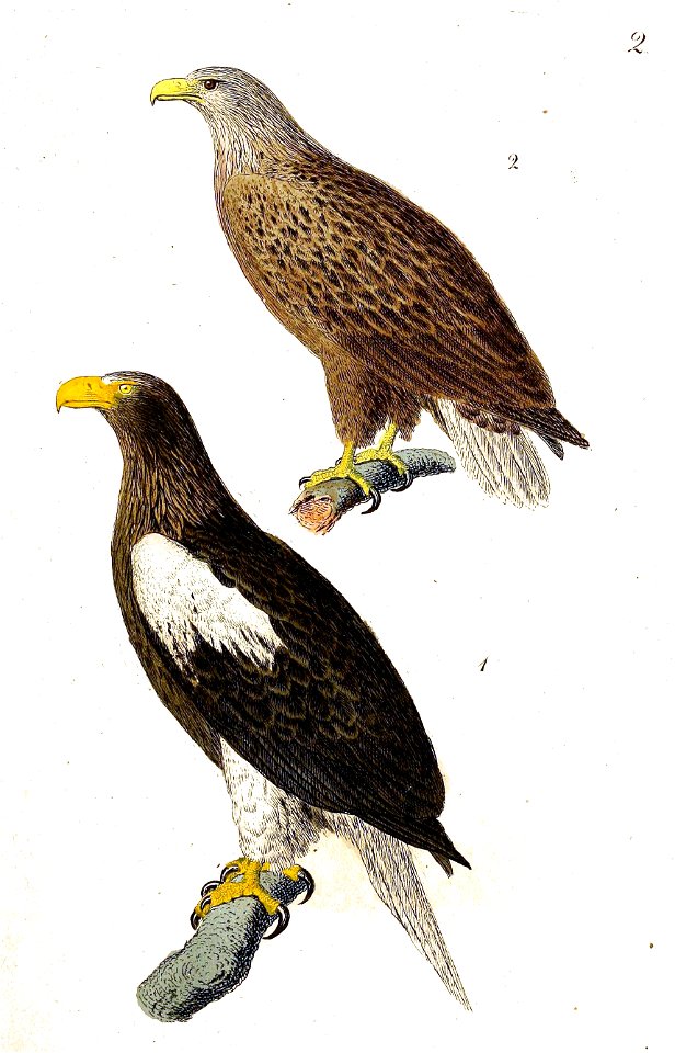 Plate 2 Kittlitz