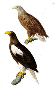 Plate 2 Kittlitz