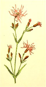 Plantenschat1898 89 39 Koekoeksbloem.—Lychnis flos cuculi