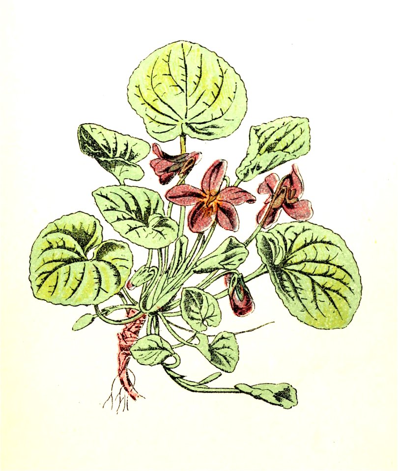 Plantenschat1898-017-3-Welriekend viooltje-Viola odorata