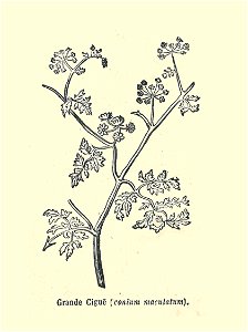 Plantes usuelles-Ysabeau-1878-Grande Cigue