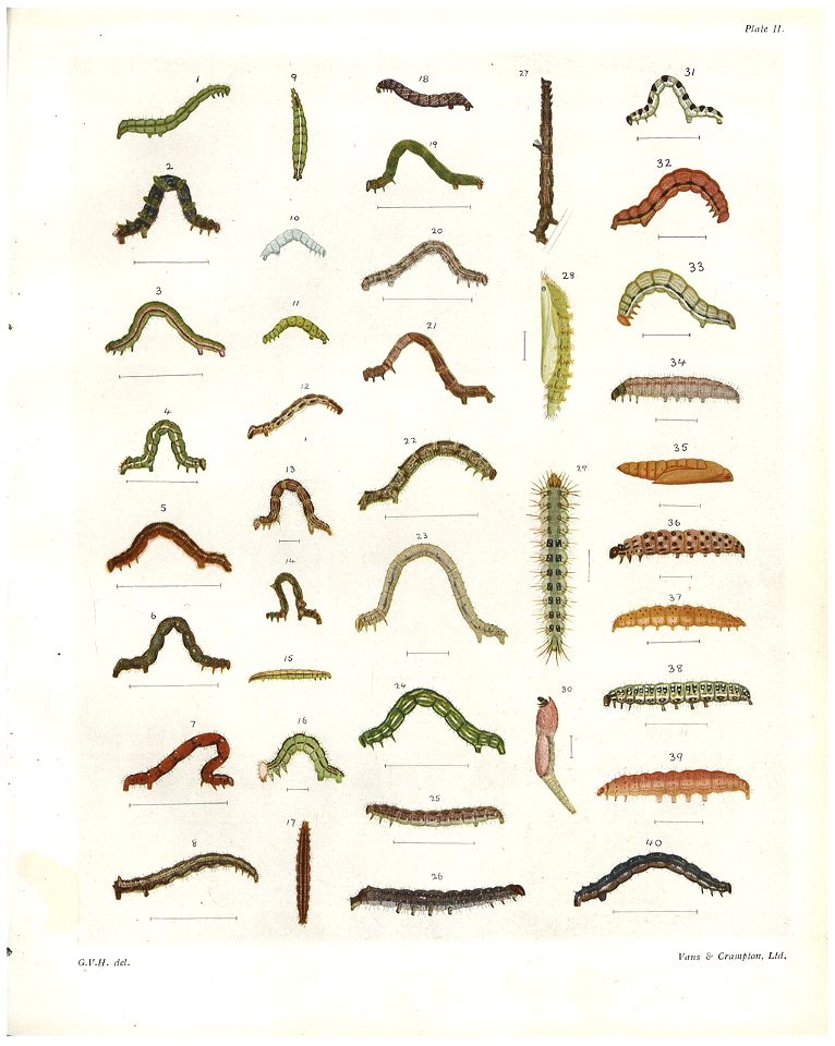 Plate II The butterflies & moths of NZ