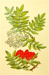 Plantenschat1898 66 28 Lijsterbes.—Sorbus aucuparia