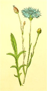 Plantenschat1898 109 49 Korenbloem.—Centaurea cyanus