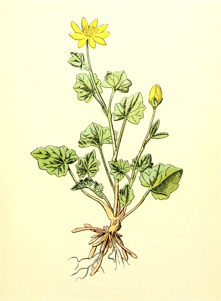 Plantenschat1898-021-5-Speenkruid-Ficaria ranunculoides