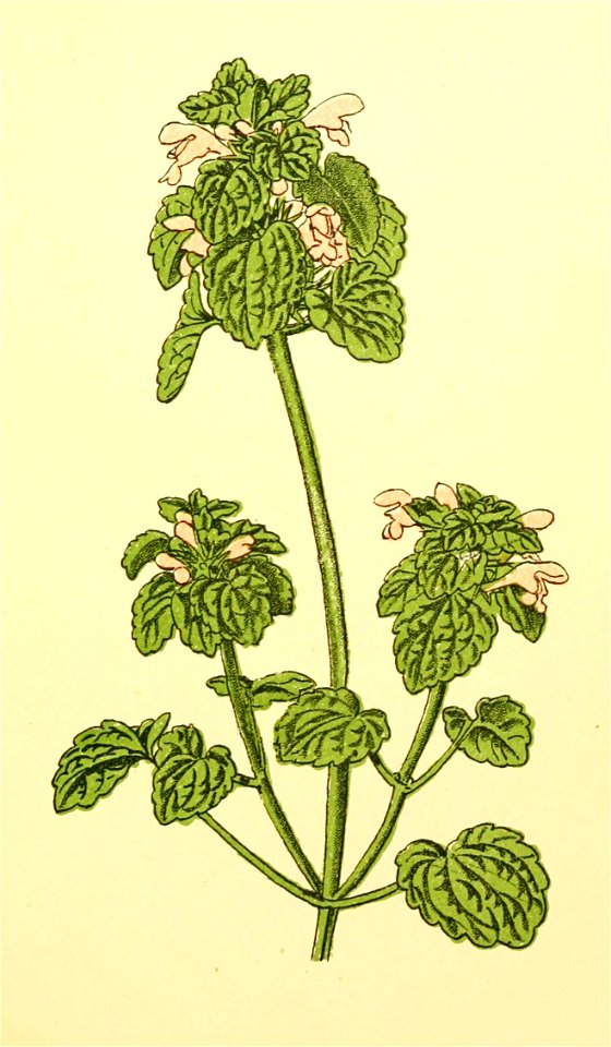 Plantenschat1898 101 45 Paarse doovenetel.—Lamium purpureum