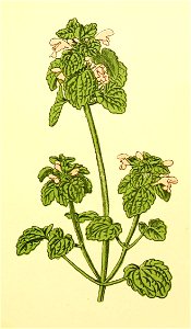 Plantenschat1898 101 45 Paarse doovenetel.—Lamium purpureum. Free illustration for personal and commercial use.