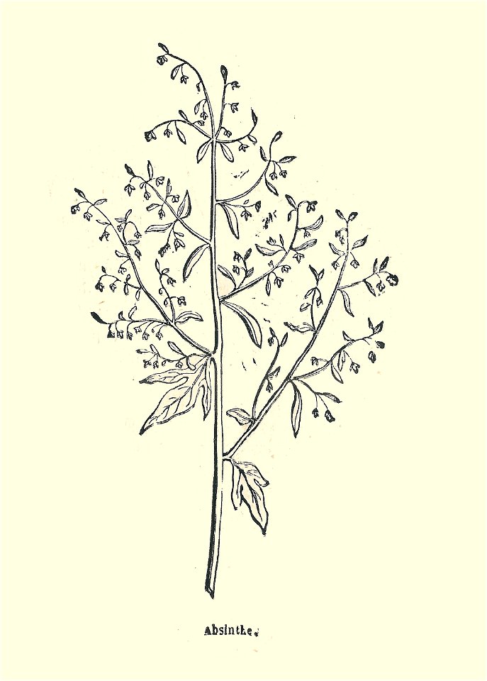 Plantes usuelles-Ysabeau-1878-absinthe