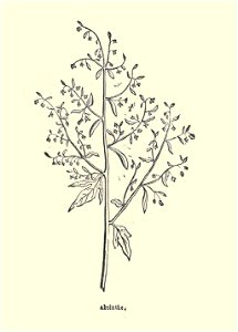 Plantes usuelles-Ysabeau-1878-absinthe