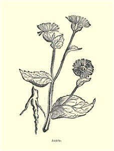 Plantes usuelles-Ysabeau-1878-aunée