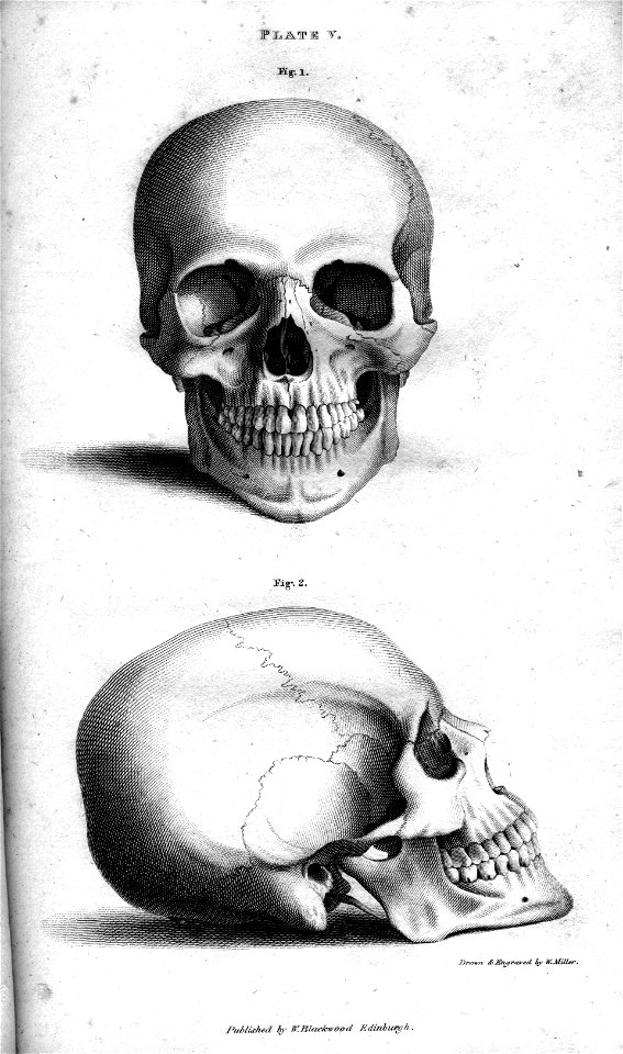 Plate Vb Human Skull, engraving by William Miller after drawing by W Miller