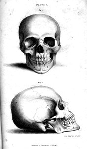 Plate Vb Human Skull, engraving by William Miller after drawing by W Miller. Free illustration for personal and commercial use.