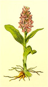 Plantenschat1898 65 27 Breedbladige orchis.—Orchis latifolia