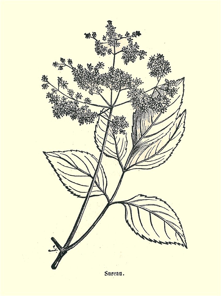 Plantes usuelles-Ysabeau-1878-sureau