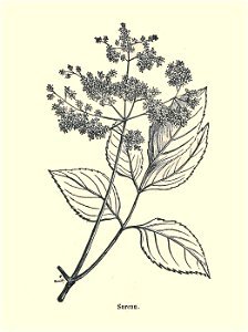 Plantes usuelles-Ysabeau-1878-sureau