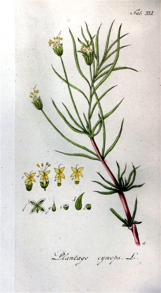 Plantago cynops Ypey41-original