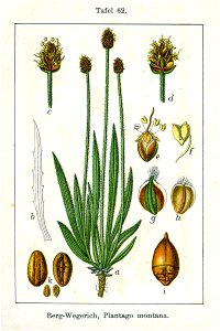 Plantago montana Sturm62