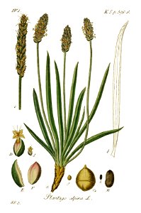 Plantago alpina - Deutschlands flora in abbildungen nach der natur - vol. 19 - t. 88.3. Free illustration for personal and commercial use.
