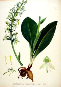 Platanthera chlorantha — Flora Batava — Volume v20