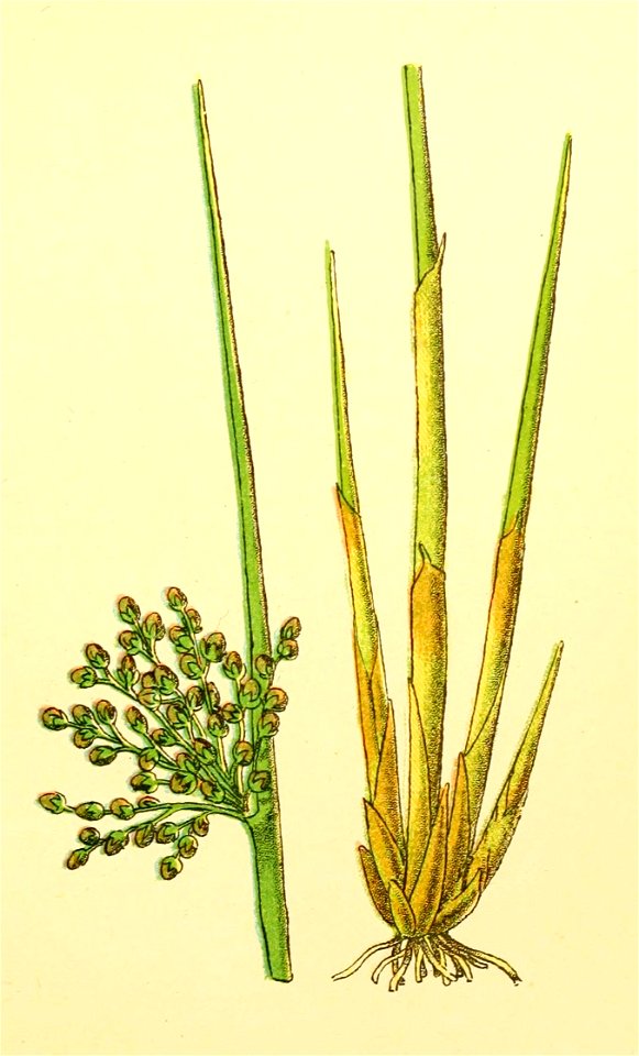 Plantenschat1898 117 53 Gewone bloembies.—Juncus effusus