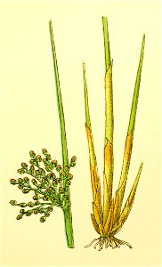 Plantenschat1898 117 53 Gewone bloembies.—Juncus effusus