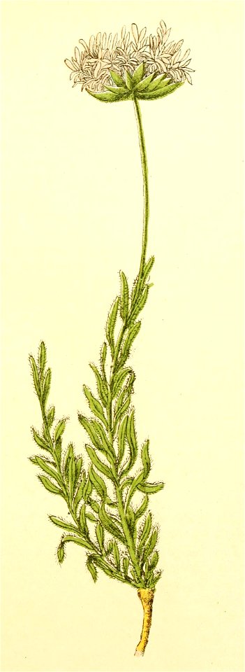 Plantenschat1898 187 89 Zandklokje.—Jasione montana
