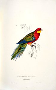 Platycercus icterotis -Platycercus stanleyii Stanley Parrakeet -by Edward Lear 1812-1888