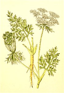 Plantenschat1898 221 105 Peen—Daucus carota