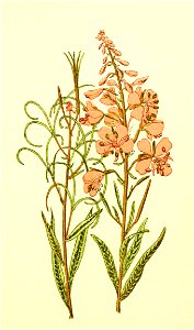 Plantenschat1898 237 113 Slangebloem of Smalbladige basterdwederik.—Epilobium angustifolium