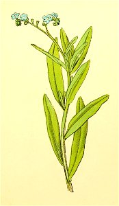 Plantenschat1898 113 51 Vergeet mij niet.—Myosotis palustris