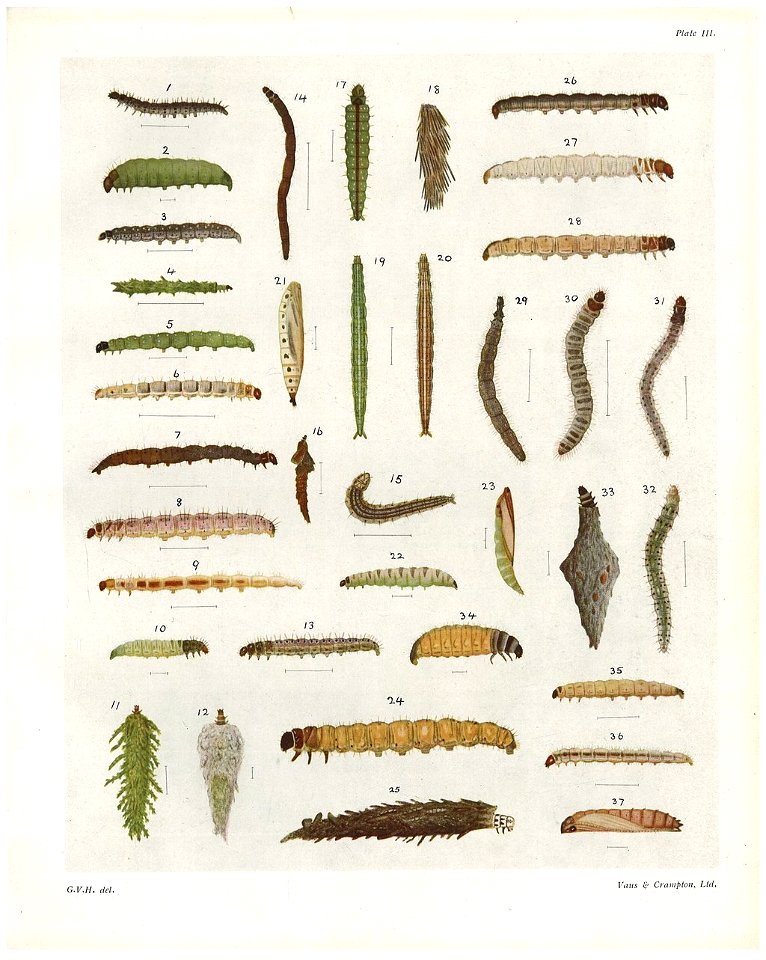Plate III The butterflies & moths of NZ