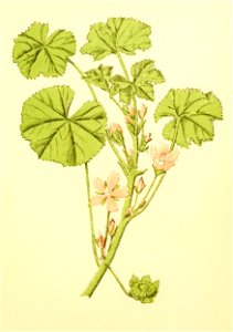 Plantenschat1898 261 125 Gewone malva.—Malva vulgaris
