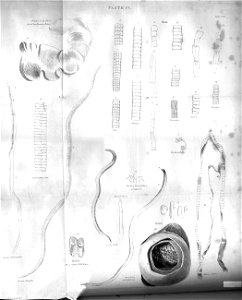 Plate IV tapeworms engraving by William Miller after P Syme
