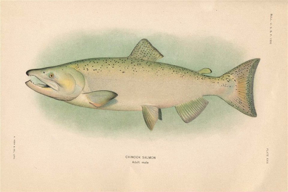 PlateXXIX-Chinook Salmon Adult Male