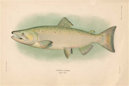 PlateXXIX-Chinook Salmon Adult Male