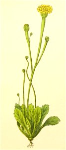 Plantenschat1898 153 71 Kleine arnoseris. — Arnoseris pusilla