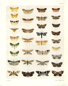 Plate XLIX The butterflies & moths of New Zealand